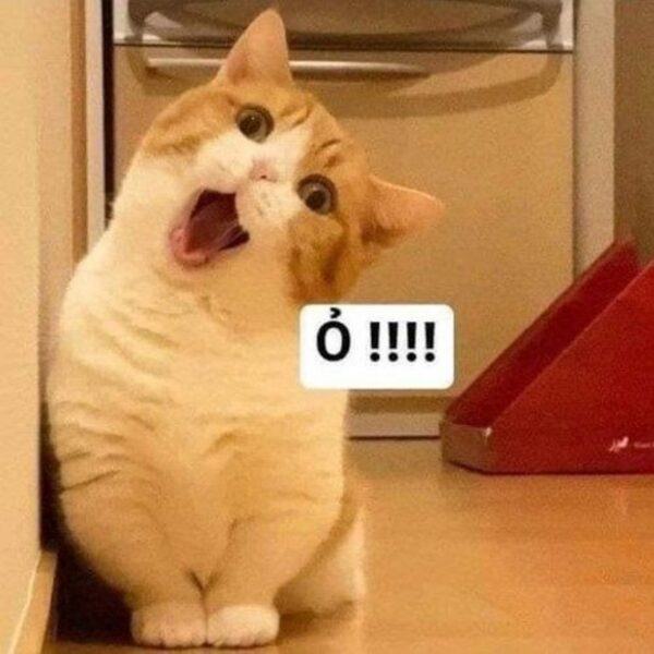 101+ Ảnh Meme Mèo Cute, Bựa Troll, Cười Ra Nước Mắt - Trường THCS ...