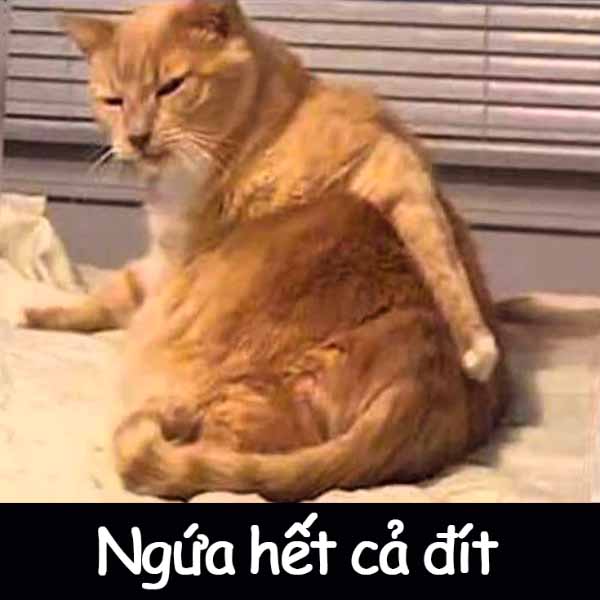 101 Ảnh Meme Mèo Cute Bựa Troll Cười Ra Nước Mắt  THCS Đông Hưng