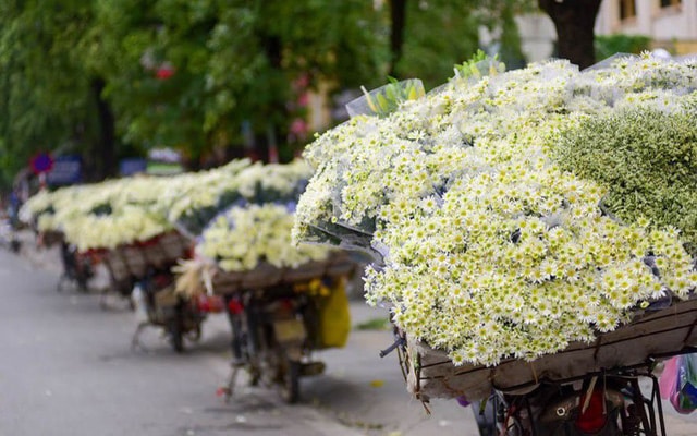 Mùa đông có hoa gì? 8 Loại hoa nở vào mùa đông đẹp nhất