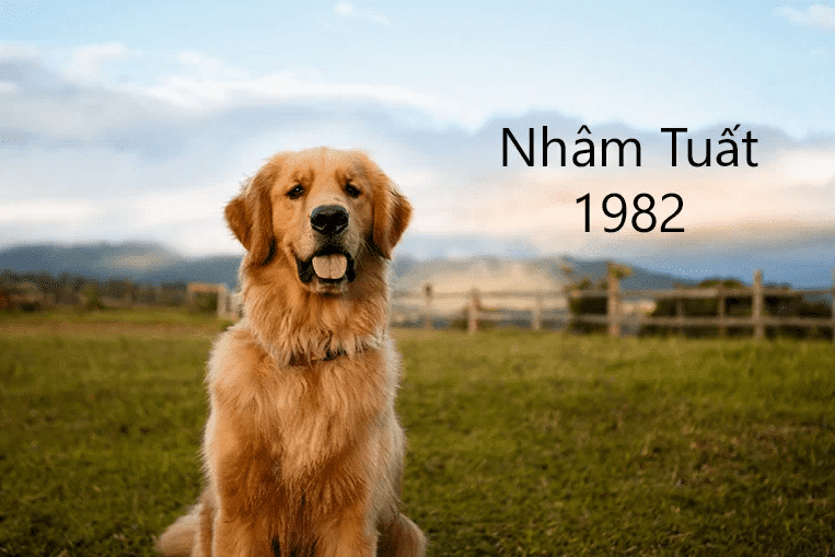 Tuổi Nhâm Tuất sinh năm 1982 mệnh gì? Hợp với tuổi gì, Màu sắc, Hướng tốt