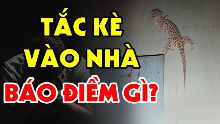 Tắc Kè Kêu 6 Tiếng Tốt Hay Xấu, Hên Hay Xui Điềm Gì