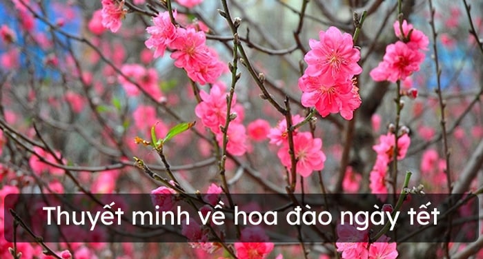 10 mẫu thuyết minh về cây hoa đào hay chọn lọc