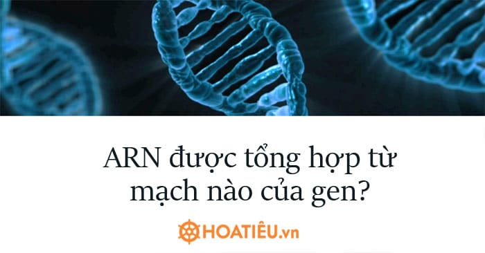 ARN được tổng hợp từ mạch nào của gen?