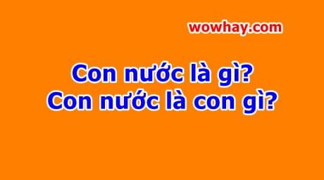 Con nước là gì? Con nước là con gì? Đúng nhất