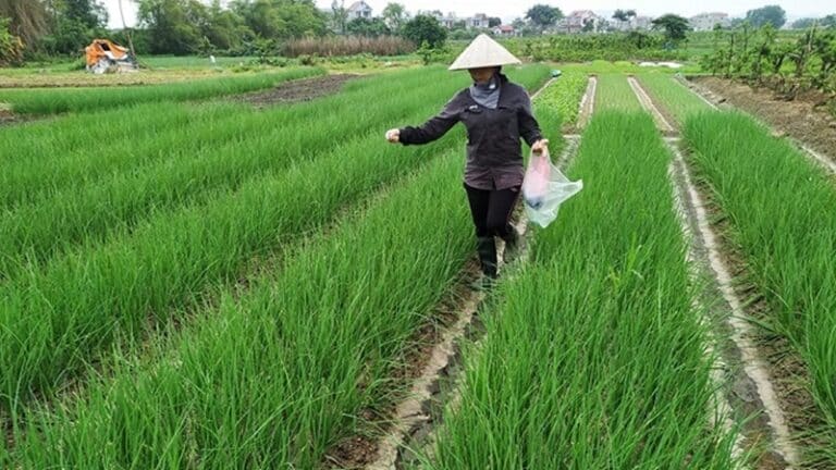 Hành hoa là gì? Công dụng của hành hoa