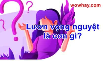 Lươn vọng nguyệt là con gì? Điều đáng sợ lươn vọng nguyệt chưa ai biết