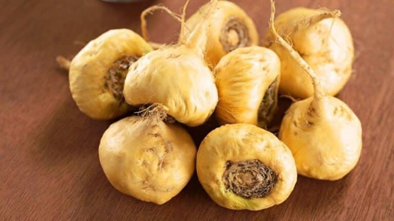 Maca root là gì? Tác dụng của maca đối với sức khỏe