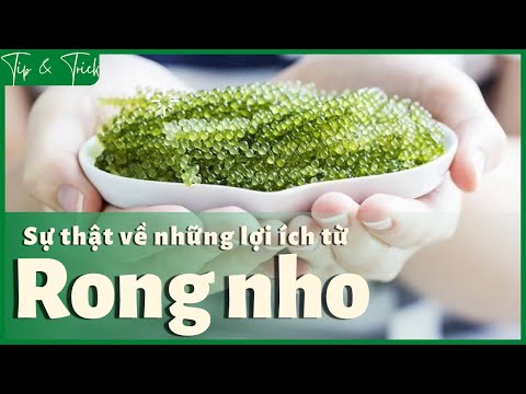 Rong nho là gì? Rong nho có tác dụng gì? Cách ăn và bảo quản