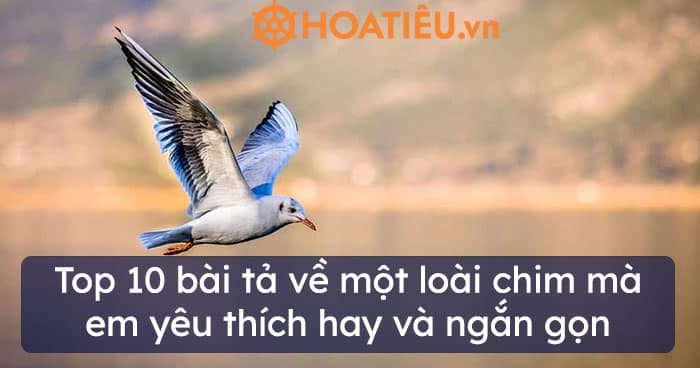 Top 10 bài tả về một loài chim mà em yêu thích hay và ngắn gọn