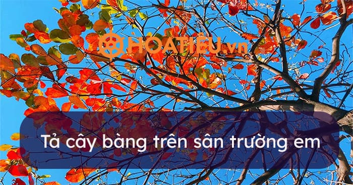 Top 18 bài tả cây bàng trên sân trường em hay chọn lọc