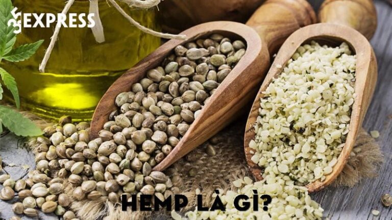 Hemp là gì? Nguồn gốc và ứng dụng của Hemp trong đời sống