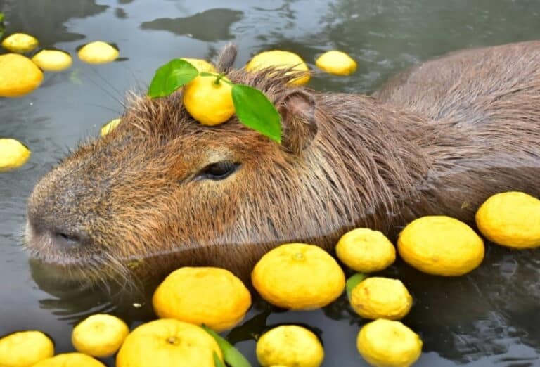 Capybara Là Gì Mà Đến Sơn Tùng M-TP Cũng Trở Thành Fan Cuồng?
